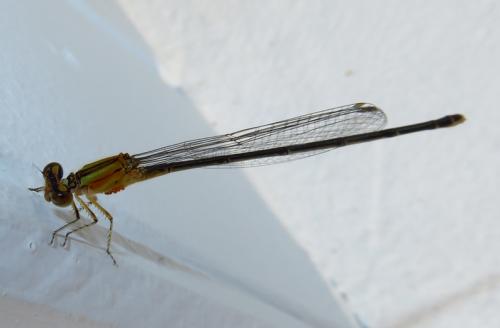 Pseudagrion sp.